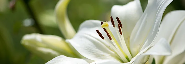 Nahaufnahme einer weißen Lilie